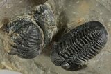 Cluster Of Seven Trilobite Fossils (Austerops & Gerastos) #350554-5